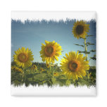 Organic Garden Sunflower Magnet